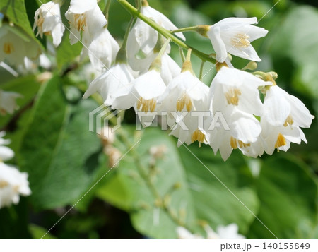 白い沙羅双樹の花 白い沙羅双樹の花 140155849