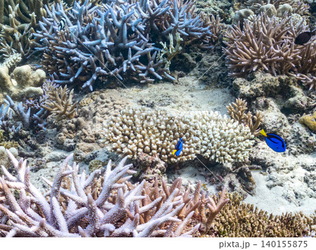 ナンヨウハギ、フタスジリュウキュウスズメダイ他幼魚群れ。サンゴに住む。安慶名敷島沖縄県 島尻郡慶良間 140155875