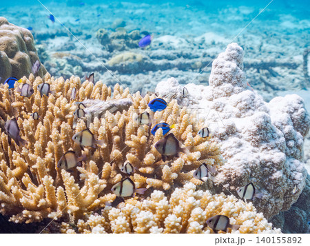 ナンヨウハギ、フタスジリュウキュウスズメダイ他幼魚群れ。サンゴに住む。安慶名敷島沖縄県 島尻郡慶良間 ナンヨウハギ、フタスジリュウキュウスズメダイ他幼魚群れ。サンゴに住む。安慶名敷島沖縄県 島尻郡慶良間 140155892