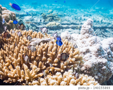 ナンヨウハギ、フタスジリュウキュウスズメダイ他幼魚群れ。サンゴに住む。安慶名敷島沖縄県 島尻郡慶良間 ナンヨウハギ、フタスジリュウキュウスズメダイ他幼魚群れ。サンゴに住む。安慶名敷島沖縄県 島尻郡慶良間 140155893