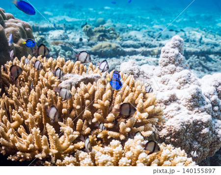 ナンヨウハギ、フタスジリュウキュウスズメダイ他幼魚群れ。サンゴに住む。安慶名敷島沖縄県 島尻郡慶良間 ナンヨウハギ、フタスジリュウキュウスズメダイ他幼魚群れ。サンゴに住む。安慶名敷島沖縄県 島尻郡慶良間 140155897