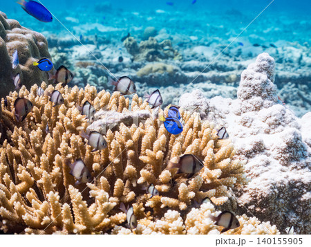 ナンヨウハギ、フタスジリュウキュウスズメダイ他幼魚群れ。サンゴに住む。安慶名敷島沖縄県 島尻郡慶良間 ナンヨウハギ、フタスジリュウキュウスズメダイ他幼魚群れ。サンゴに住む。安慶名敷島沖縄県 島尻郡慶良間 140155905