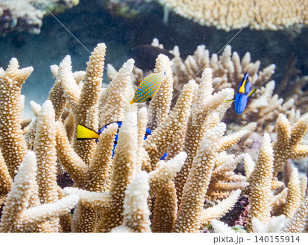 ナンヨウハギ、フタスジリュウキュウスズメダイ他幼魚群れ。サンゴに住む。安慶名敷島沖縄県 島尻郡慶良間 ナンヨウハギ、フタスジリュウキュウスズメダイ他幼魚群れ。サンゴに住む。安慶名敷島沖縄県 島尻郡慶良間 140155914