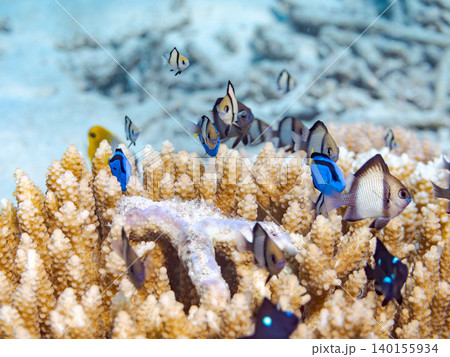 ナンヨウハギ、フタスジリュウキュウスズメダイ他幼魚群れ。サンゴに住む。安慶名敷島沖縄県 島尻郡慶良間 ナンヨウハギ、フタスジリュウキュウスズメダイ他幼魚群れ。サンゴに住む。安慶名敷島沖縄県 島尻郡慶良間 140155934