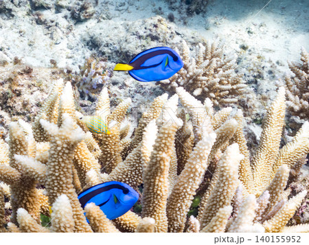 ナンヨウハギ、フタスジリュウキュウスズメダイ他幼魚群れ。サンゴに住む。安慶名敷島沖縄県 島尻郡慶良間 ナンヨウハギ、フタスジリュウキュウスズメダイ他幼魚群れ。サンゴに住む。安慶名敷島沖縄県 島尻郡慶良間 140155952