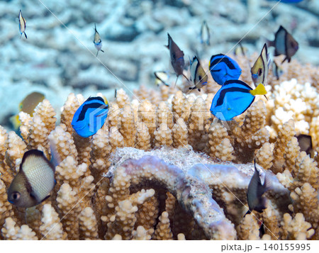 ナンヨウハギ、フタスジリュウキュウスズメダイ他幼魚群れ。サンゴに住む。安慶名敷島沖縄県 島尻郡慶良間 ナンヨウハギ、フタスジリュウキュウスズメダイ他幼魚群れ。サンゴに住む。安慶名敷島沖縄県 島尻郡慶良間 140155995