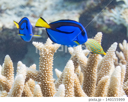ナンヨウハギ、フタスジリュウキュウスズメダイ他幼魚群れ。サンゴに住む。安慶名敷島沖縄県 島尻郡慶良間 140155999