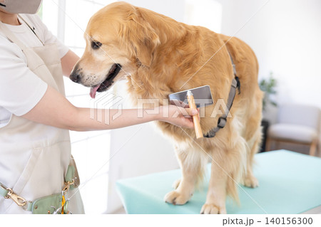 トリミング ブラッシングしてもらっているゴールデンレトリーバー トリミング ブラッシングしてもらっているゴールデンレトリーバー 140156300