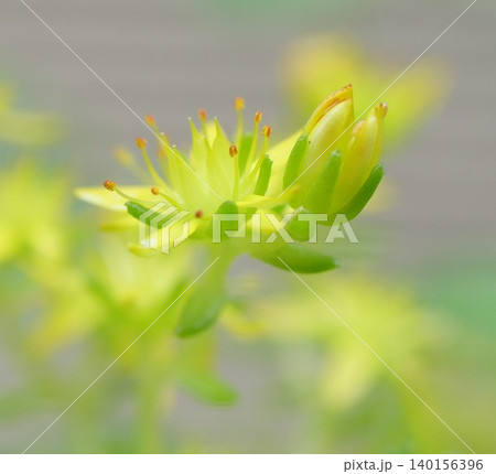 黄色い万年草の花 140156396