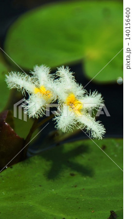 水に浮かぶガガブタの花 花(7月)ガガブタ13V9.16 水に浮かぶガガブタの花 花(7月)ガガブタ13V9.16 140156400
