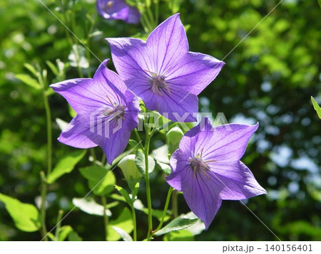 紫のキキョウの花が眩しく咲いています 花(7月)キキョウ(桔梗)19 紫のキキョウの花が眩しく咲いています 花(7月)キキョウ(桔梗)19 140156401
