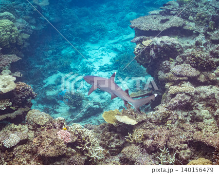 大きく美しいネムリブカ。美しいサンゴ礁と熱帯魚の群れ。 安室島嘉比島沖縄県 島尻郡慶良間諸島座間味島 大きく美しいネムリブカ。美しいサンゴ礁と熱帯魚の群れ。 安室島嘉比島沖縄県 島尻郡慶良間諸島座間味島 140156479