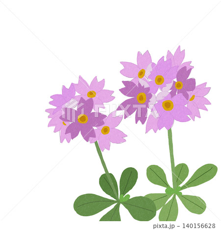 手描きの花のイラスト　ユキワリコザクラ 140156628