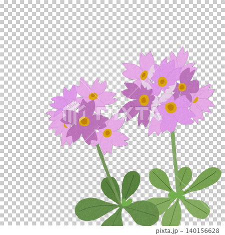 手描きの花のイラスト　ユキワリコザクラ 140156628