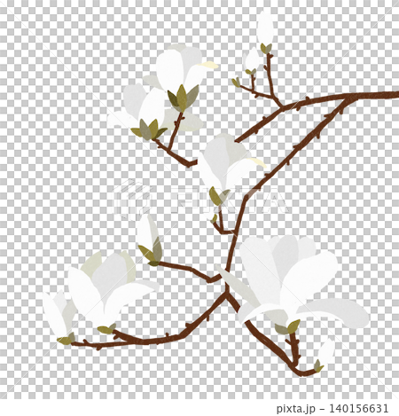 Hand-drawn flower illustration: White Magnolia Hand-drawn flower illustration: White Magnolia 140156631