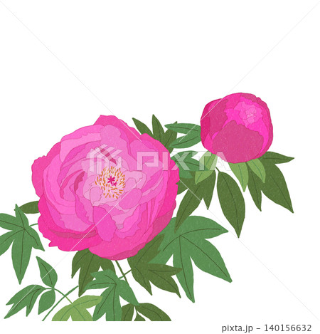 手描きの花のイラスト　カンボタン 140156632