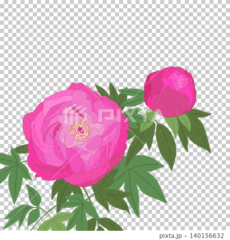 手描きの花のイラスト　カンボタン 140156632