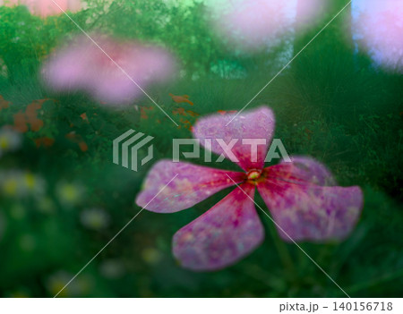 花壇に咲くピンク色の花が可愛いカメラ内多重露光写真 花壇に咲くピンク色の花が可愛いカメラ内多重露光写真 140156718