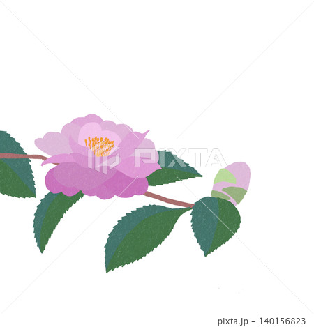 手描きの花のイラスト サザンカ 手描きの花のイラスト サザンカ 140156823