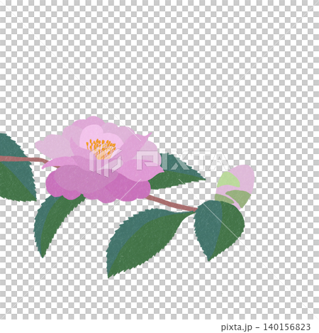 手描きの花のイラスト サザンカ 手描きの花のイラスト サザンカ 140156823