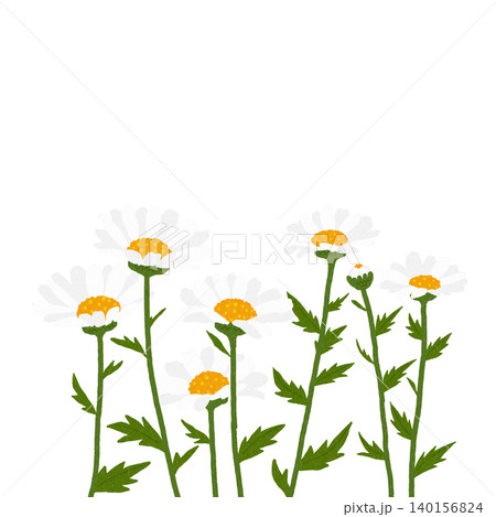手描きの花のイラスト ノースポール 手描きの花のイラスト ノースポール 140156824