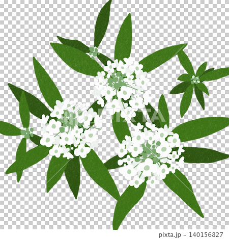 手描きの花のイラスト スイートアリッサム 手描きの花のイラスト スイートアリッサム 140156827