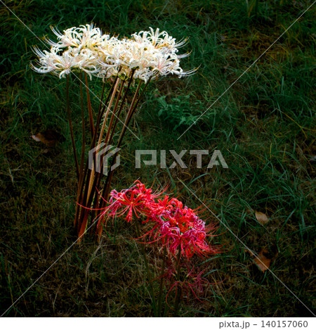 芝生の上に白と赤の彼岸花が咲いている風景 芝生の上に白と赤の彼岸花が咲いている風景 140157060