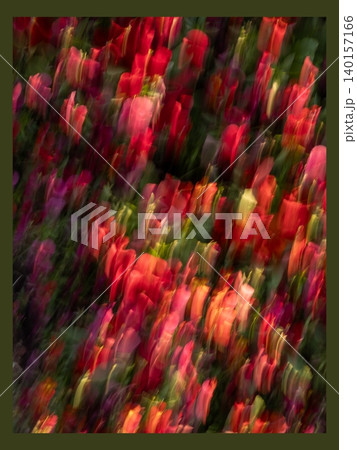 Red Tulip Garden in Motion Red Tulip Garden in Motion 140157166