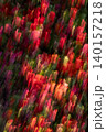 Red Tulip Garden in Motion 140157218