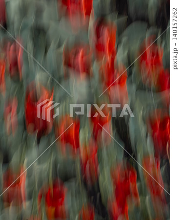 Red Flowers in Soft Motion 140157262