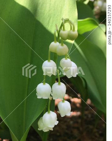 緑の葉陰に咲くスズラン 白い花の連なり 緑の葉陰に咲くスズラン 白い花の連なり 140157293