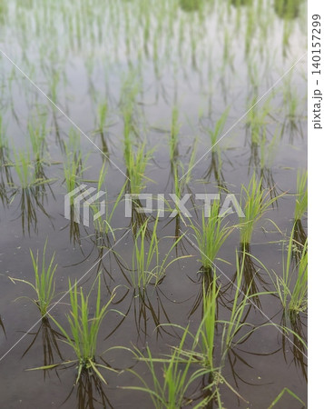 五月の水田　japanese paddy field  140157299
