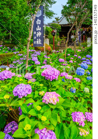 初夏の早朝 白山神社の拝殿右側から望むあじさいの生垣とのぼり旗 縦構図無人 初夏の早朝 白山神社の拝殿右側から望むあじさいの生垣とのぼり旗 縦構図無人 140157349