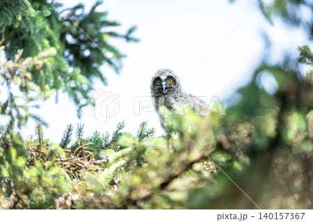 夏、トラフズクのヒナ 夏、トラフズクのヒナ 140157367
