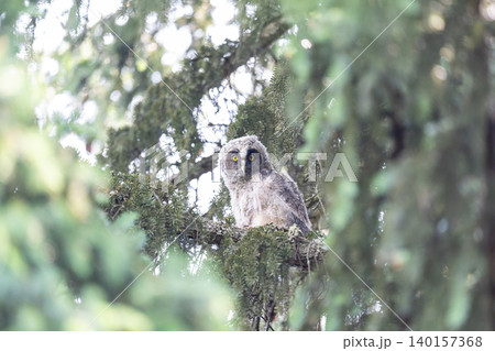 夏、トラフズクのヒナ 140157368