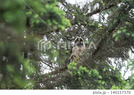 夏、トラフズクのヒナ 夏、トラフズクのヒナ 140157370