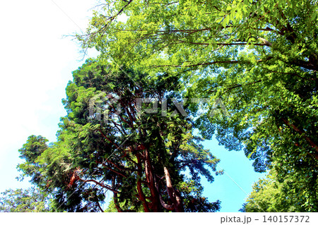 【東京】初夏の府中 大国魂神社境内の新緑と青空 【東京】初夏の府中 大国魂神社境内の新緑と青空 140157372