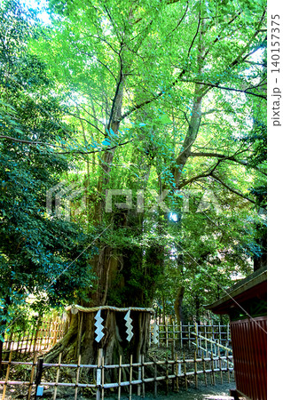 【東京】初夏の府中 大国魂神社の御神木の大銀杏 【東京】初夏の府中 大国魂神社の御神木の大銀杏 140157375