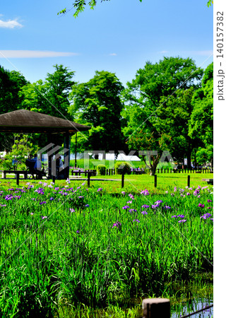 水元公園 綺麗に咲く花菖蒲 水元公園 綺麗に咲く花菖蒲 140157382