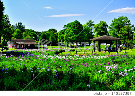 水元公園 綺麗に咲く花菖蒲 水元公園 綺麗に咲く花菖蒲 140157397