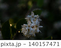 初夏の夕暮れ時に静かな美しさをたたえるマルバウツギの花 140157471