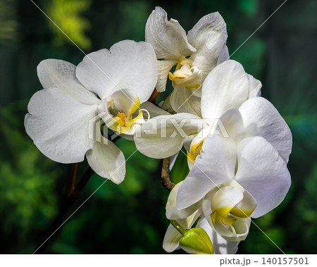Beautiful White Phalaenopsis Orchid Flowers Blooming On Green Background Beautiful White Phalaenopsis Orchid Flowers Blooming On Green Background 140157501