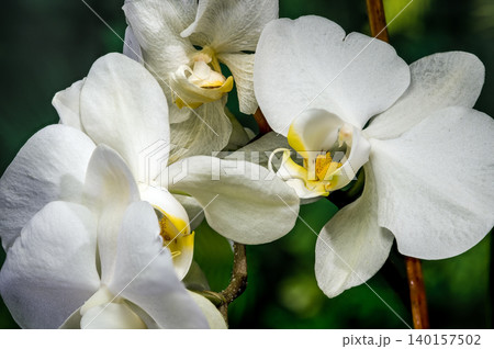 Beautiful White Phalaenopsis Orchid Flowers Blooming On Green Background Beautiful White Phalaenopsis Orchid Flowers Blooming On Green Background 140157502
