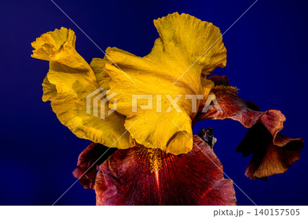 Golden and Burgundy Bearded Iris Flower on Blue Background Golden and Burgundy Bearded Iris Flower on Blue Background 140157505