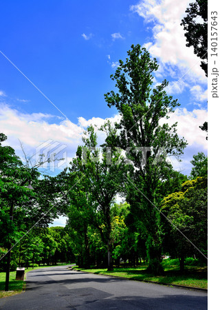 東京 都立水元公園 初夏のポプラ並木の風景 東京 都立水元公園 初夏のポプラ並木の風景 140157643