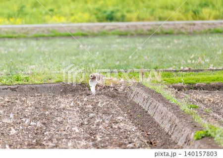 美しいコミミズク(猛禽類)。夕暮れの菜の花畑を飛ぶ。大久保農耕地埼玉県さいたま市 - 2026 美しいコミミズク(猛禽類)。夕暮れの菜の花畑を飛ぶ。大久保農耕地埼玉県さいたま市 - 2026 140157803