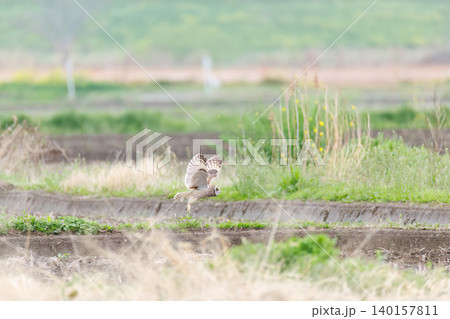 美しいコミミズク(猛禽類)。夕暮れの菜の花畑を飛ぶ。大久保農耕地埼玉県さいたま市 - 2026 美しいコミミズク(猛禽類)。夕暮れの菜の花畑を飛ぶ。大久保農耕地埼玉県さいたま市 - 2026 140157811