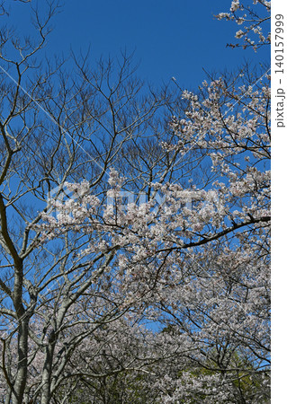 快晴の青空に映える満開の桜並木と落葉樹の枝ぶり風景 春の観光や自然イメージ 福島県二ツ沼総合公園 140157999
