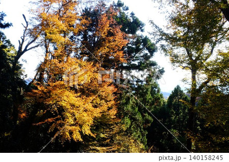 【神奈川県】紅葉したシデの木 140158245