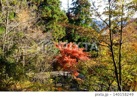 【神奈川県】散策路のもみじ紅葉 【神奈川県】散策路のもみじ紅葉 140158249